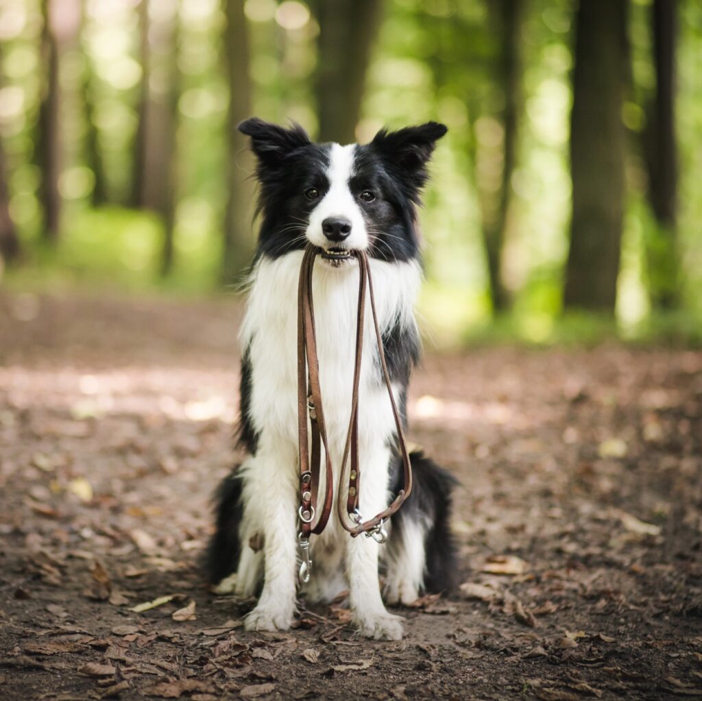 Il mio cane